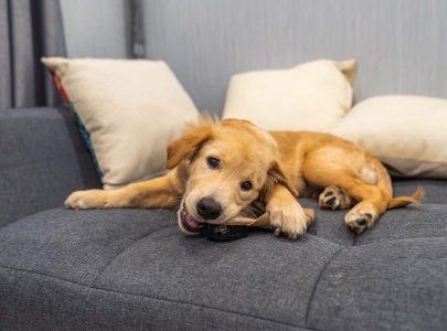 A dog biting shoes